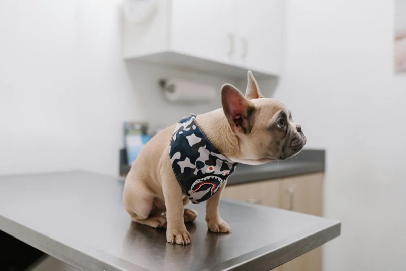 A dog on a veterinary examination table
